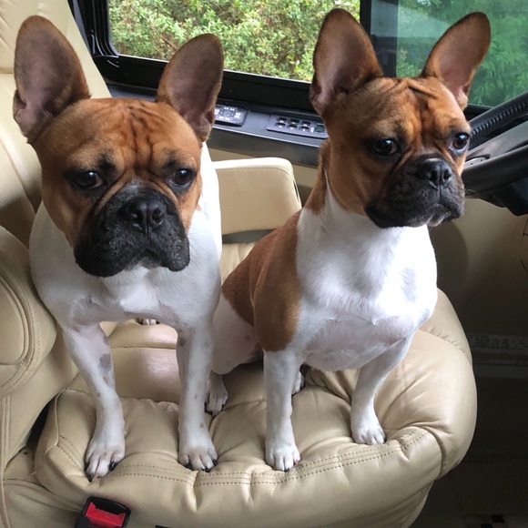 Meet your Posh Ambassador… - Picture 3 of 7